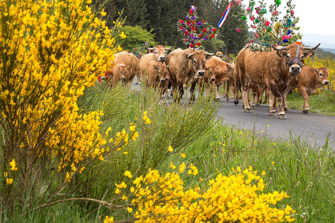 the farmer jean philippe pignol's herd of cows, aubrac cow transhumance festival, col de bonnecombe pass, lozere (48), france