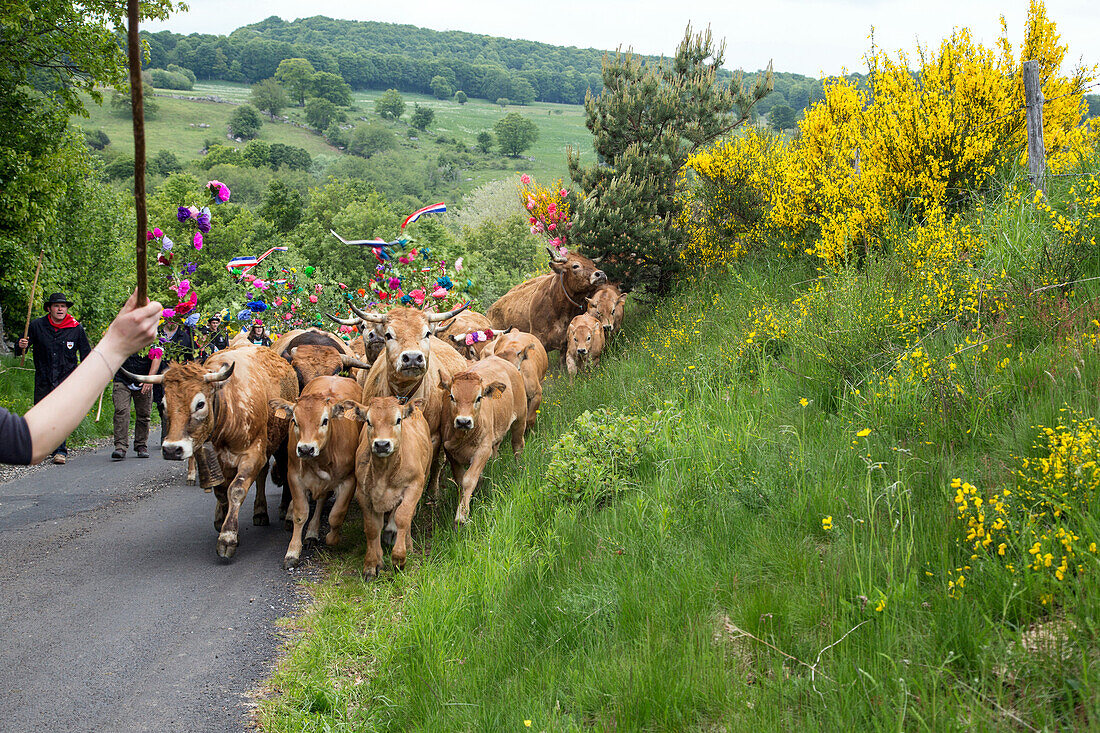 the farmer jean philippe pignol's herd of cows, aubrac cow transhumance festival, col de bonnecombe pass, lozere (48), france