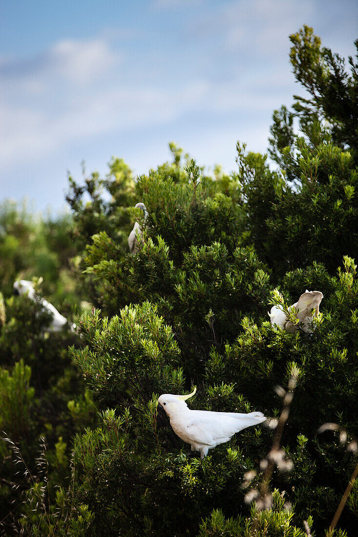 Bird perching in tree