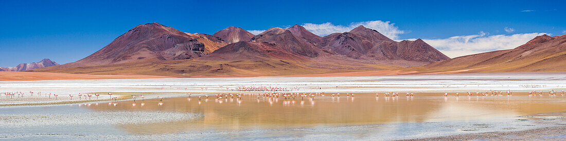 Flamingos at Laguna Hedionda, a salt lake area in the Altiplano of Bolivia, South America