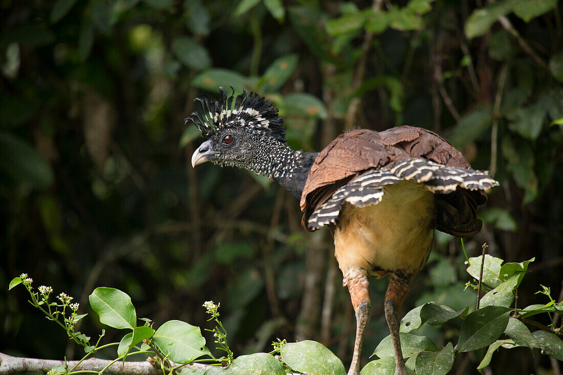 A female great curassow Crax rubra, Limon, Costa Rica, Central America