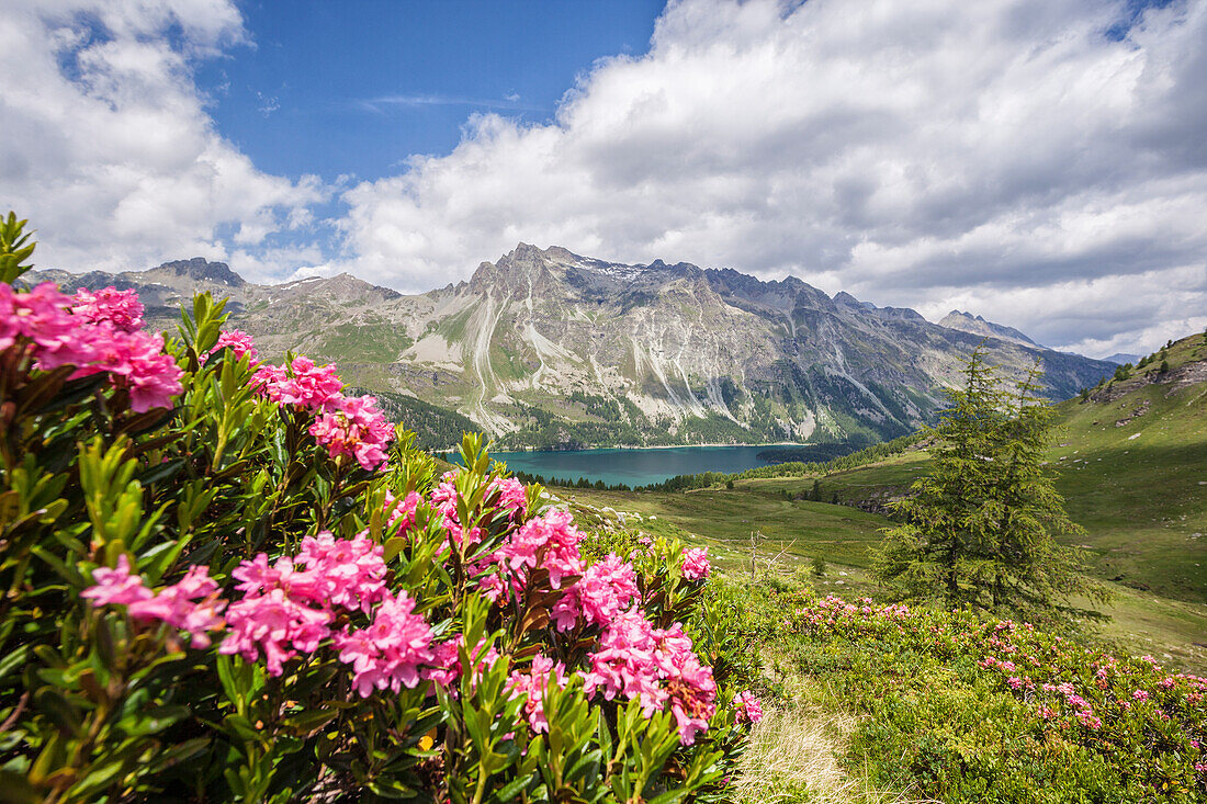 Flowering rhododendrons and in the background the blue alpine lake, Fedoz Valley, Canton of Graubunden, Engadine, Switzerland, Europe