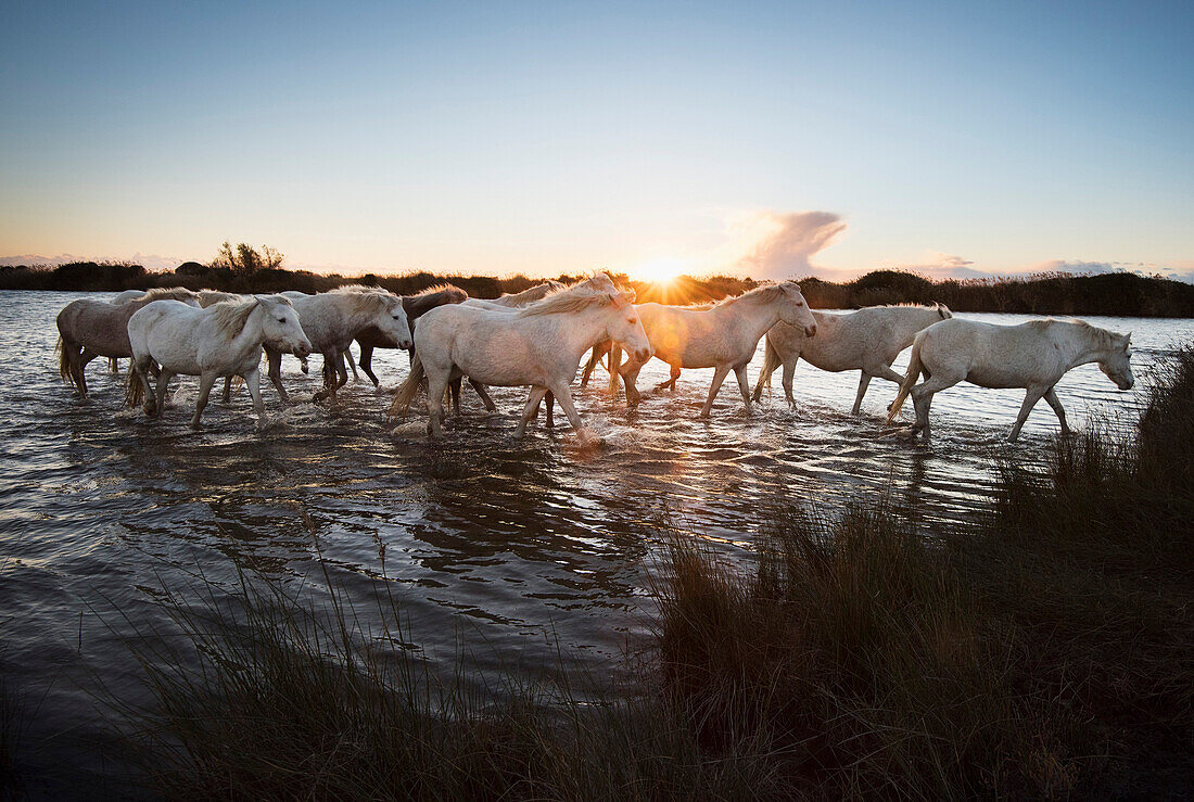 Wild white horses at sunset, Camargue, France, Europe