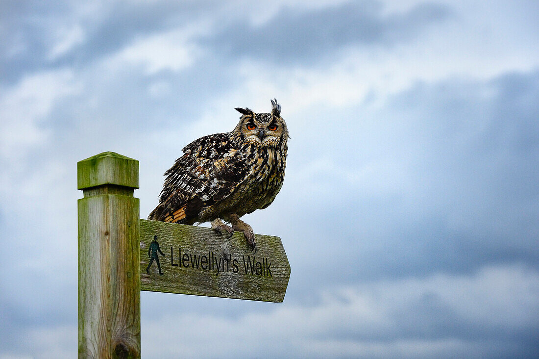 Eagle owl, raptor, bird of prey on sign post for Llewellyn'sWalk, Rhayader, Mid Wales, United Kingdom, Europe