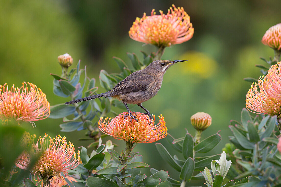 Cape sugarbird Promerops cafer, perched on protea, Harold Porter Botanical Gardens, Western Cape, South Africa, Africa