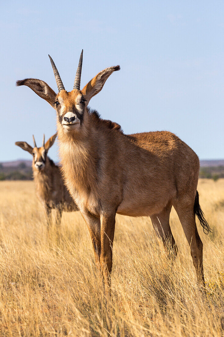 Roan antelope Hippotragus equinus, Mokala National Park, South Africa, Africa