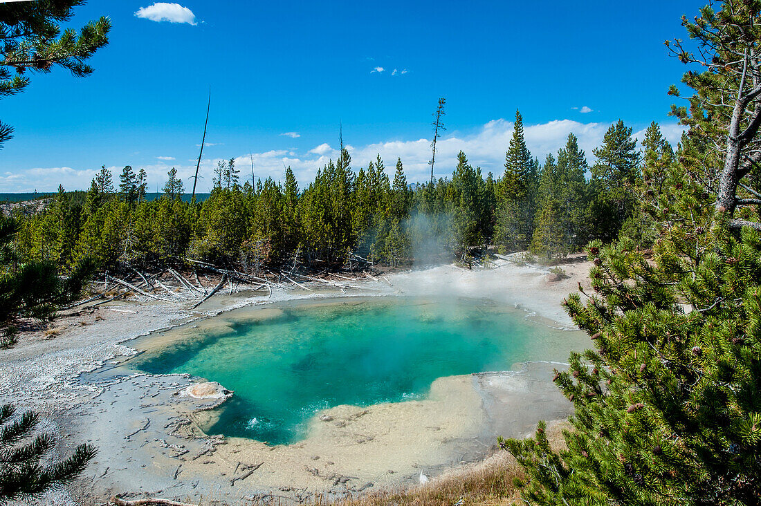 Emerald Spring in Norris Geyser Basin, Yellowstone National Park, UNESCO World Heritage Site, Wyoming, United States of America, North America