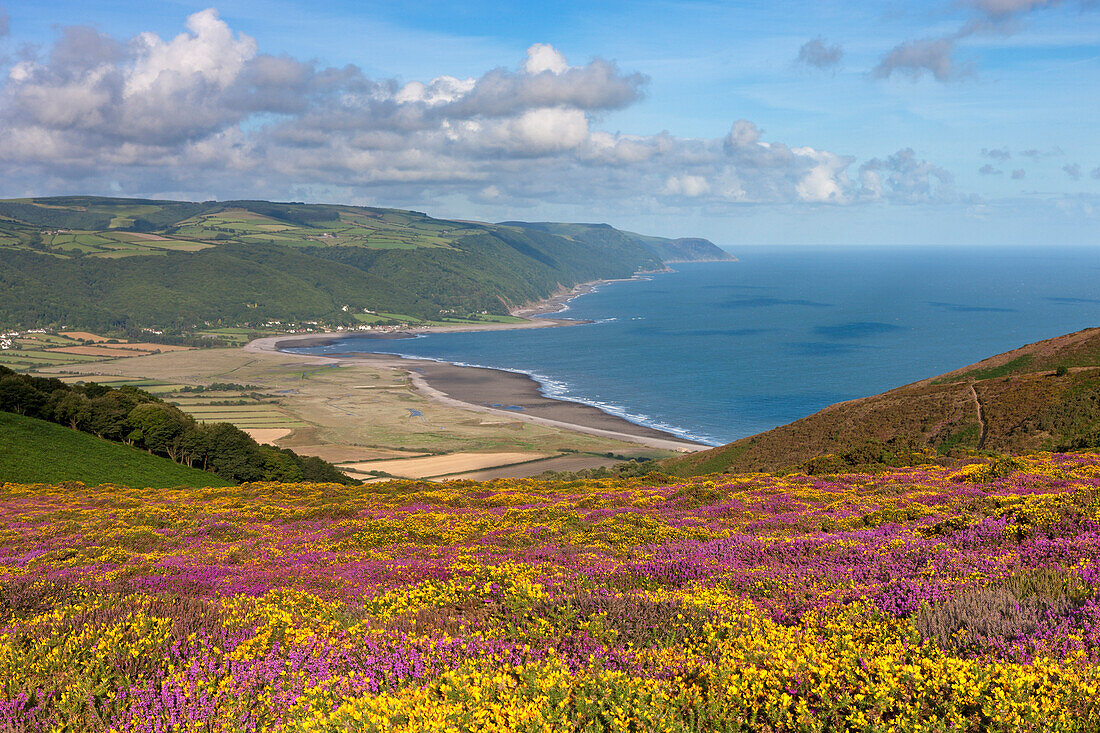 Flowering heather and gorse on Bossington Hill, with views to Porlock Bay beyond, Exmoor, Somerset, England, United Kingdom, Europe