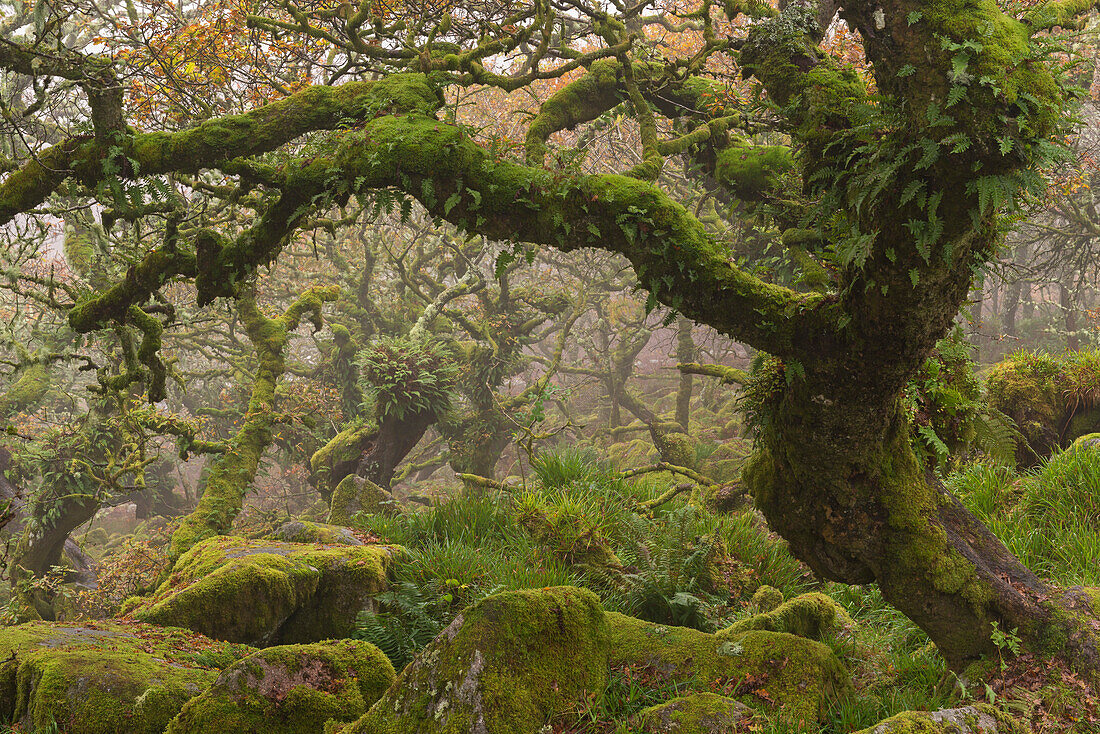 Stunted oak trees in the creepy and mysterious Wistman's Wood, Dartmoor National Park, Devon, England, United Kingdom, Europe