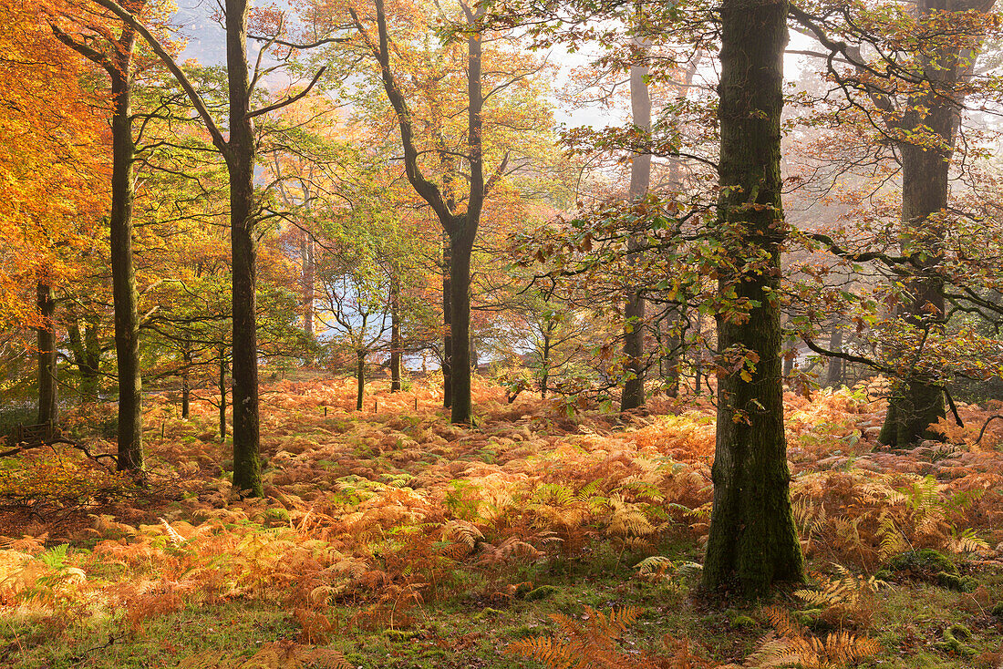Colourful deciduous woodland with autumnal colours, Lake District, Cumbria, England, United Kingdom, Europe