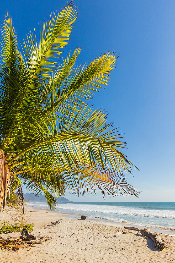 Palm trees on this beautiful surf beach near Mal Pais, far south of Nicoya Peninsula, Santa Teresa, Puntarenas, Costa Rica, Central America