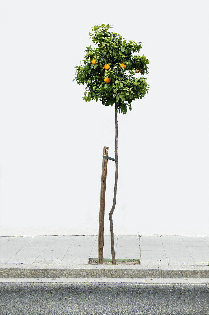 Lemon tree on sidewalk