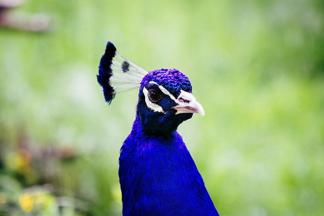 Close-up portrait of peacock looking away outdoors