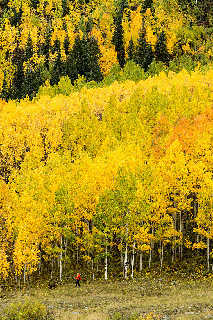 A woman and her dog  hiking on a rainy day through peaking aspen forest in the Uncompaghre National Forest, Ouray, Colorado.