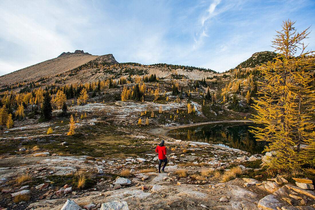 A young man walks in an alpine region alongside the colorful larch trees and steep mountains of the Cascades in the Pasayten Wilderness in Washington.