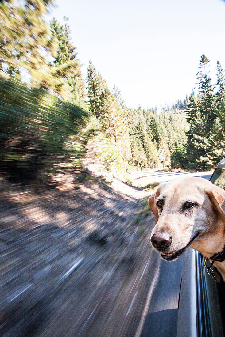 A yellow lab enjoys sticking its head out the window on a backroad near Mount Hood in Oregon