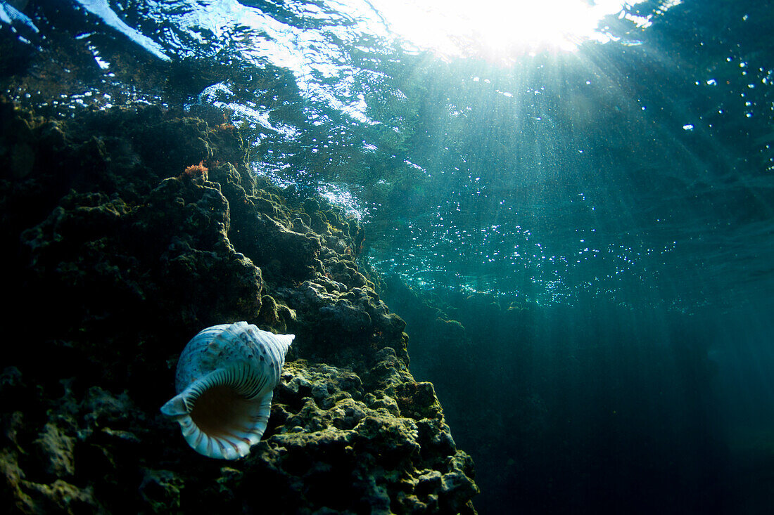 Under water view of a conch shell,  on the north s