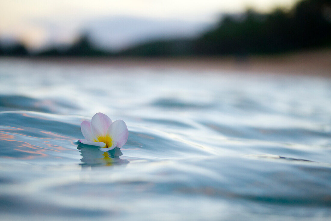 A plumeria flower adrift, off the north shore of Oahu.