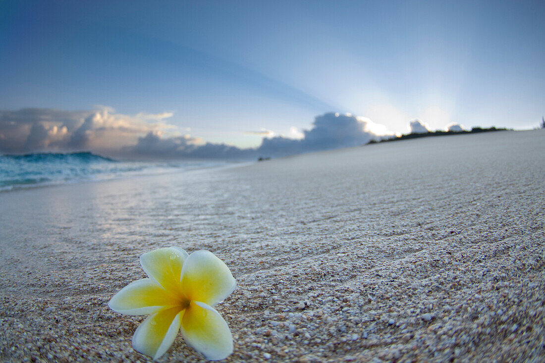 A plumeria flower lying on the wet sand at Pupukea in the early morning light.