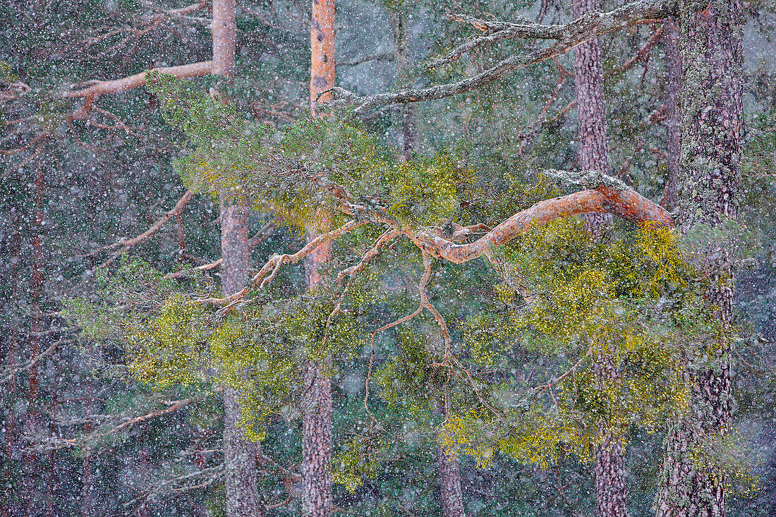 Nevada in a pine forest in the province of Segovia