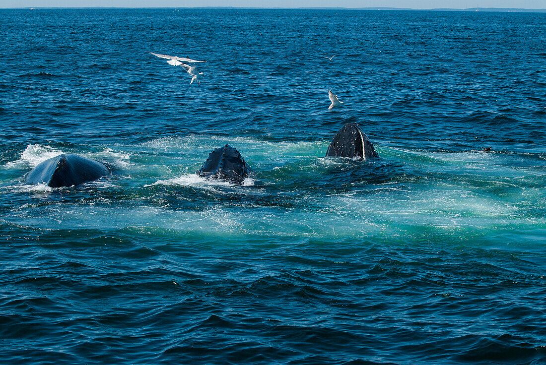 Whales feed in the rich waters off the coast of Cape Cod, MA.