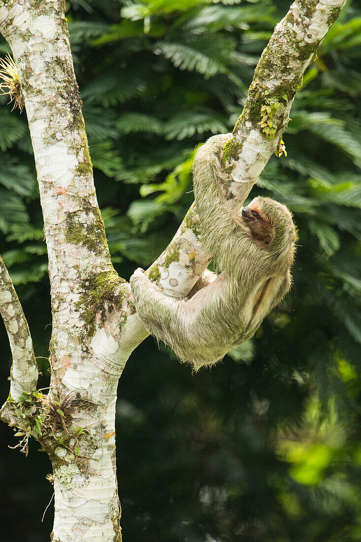Thee-toed Sloth climbing Cecropia Tree, Costa Rica