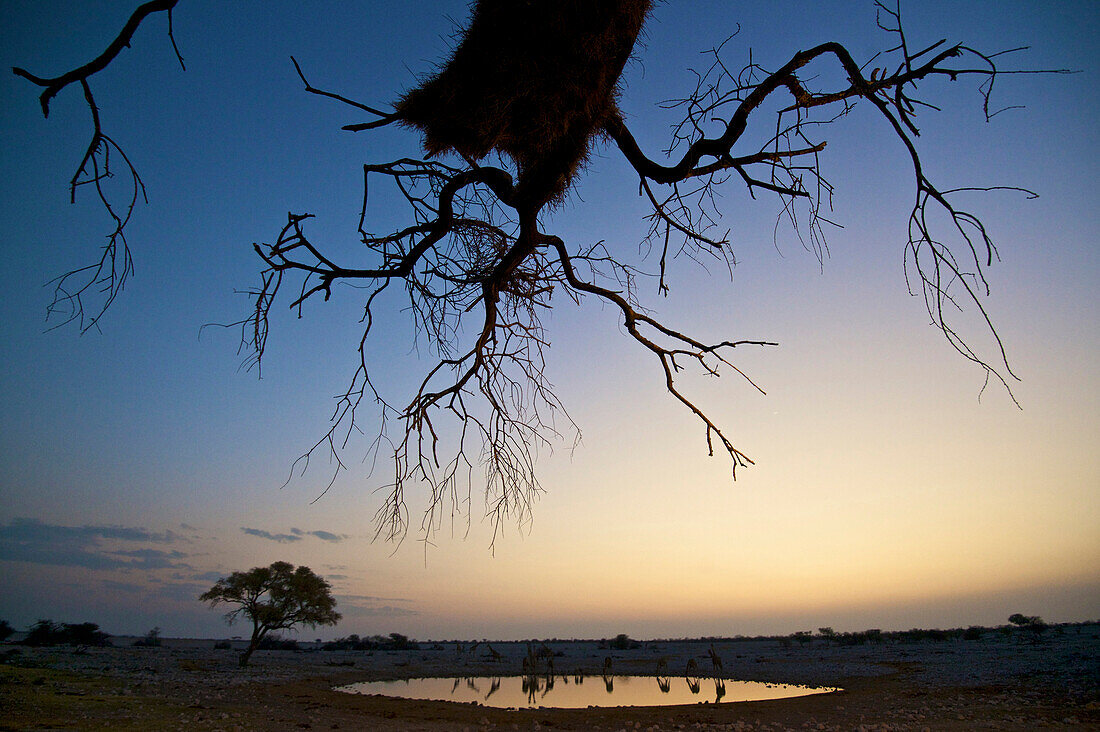 A tree and multiple giraffes reflected in the waterhole at sunset at the Okaukuejo Camp in Etosha National Park, Namibia