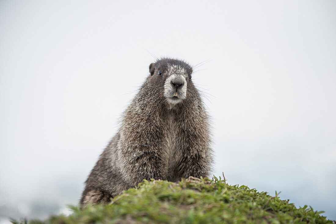 Hoary Marmot in Washington's North Cascades.