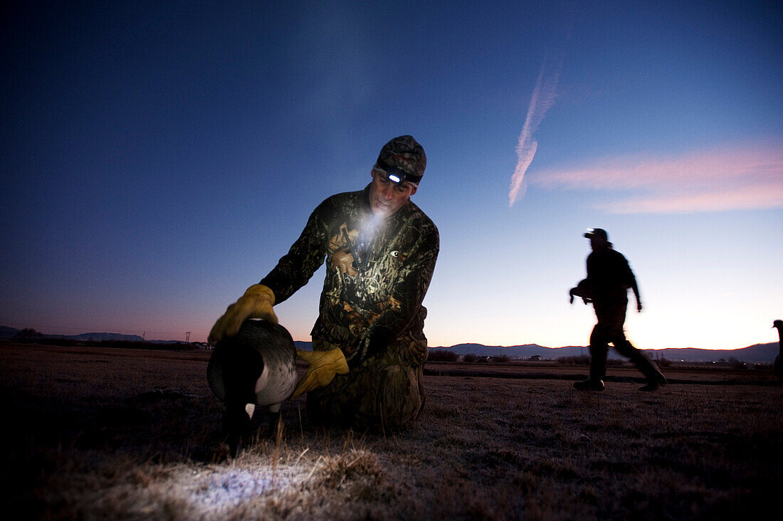 Brad Jackson foreground and Corey Funk set up goose decoys in the early morning in Carson City, NV.