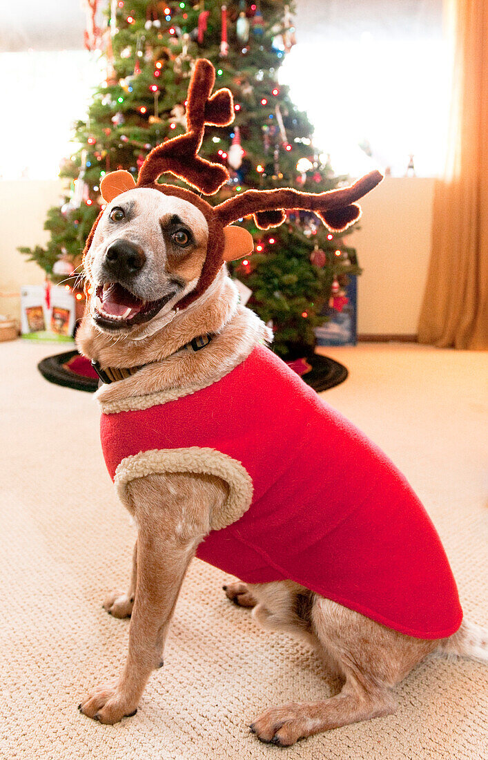Auggie the dog with reindeer outfit poses in front of the Christmas tree.