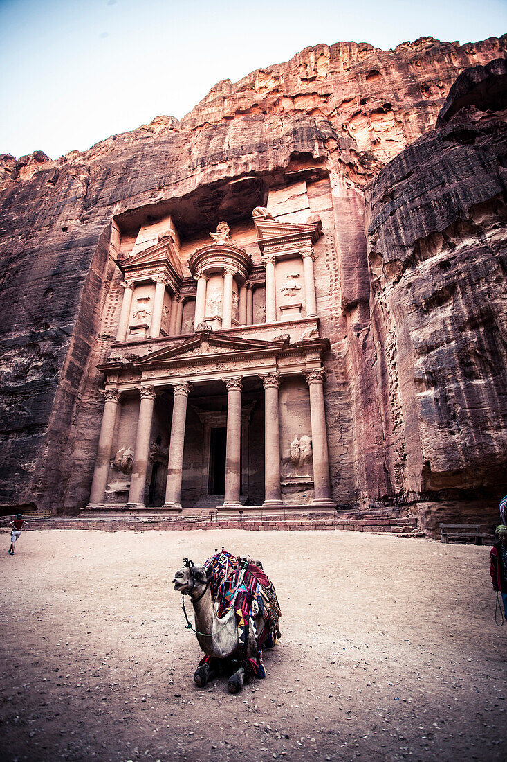 A camel laying down and the Treasury Building at Petra, Jordan.
