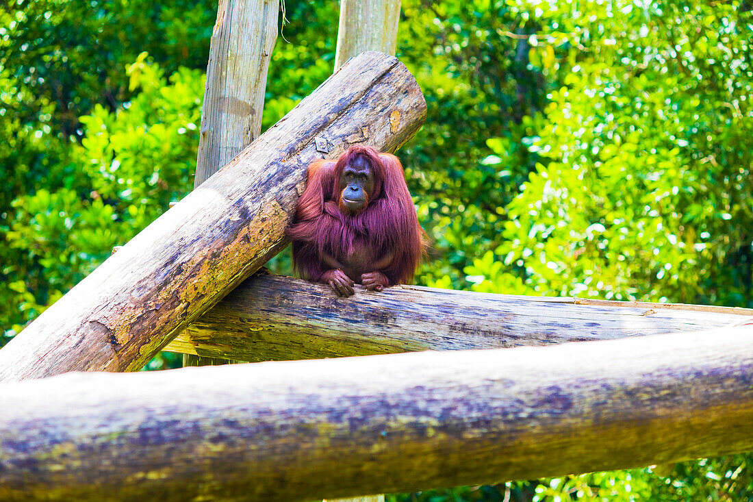Sad Orangutan.