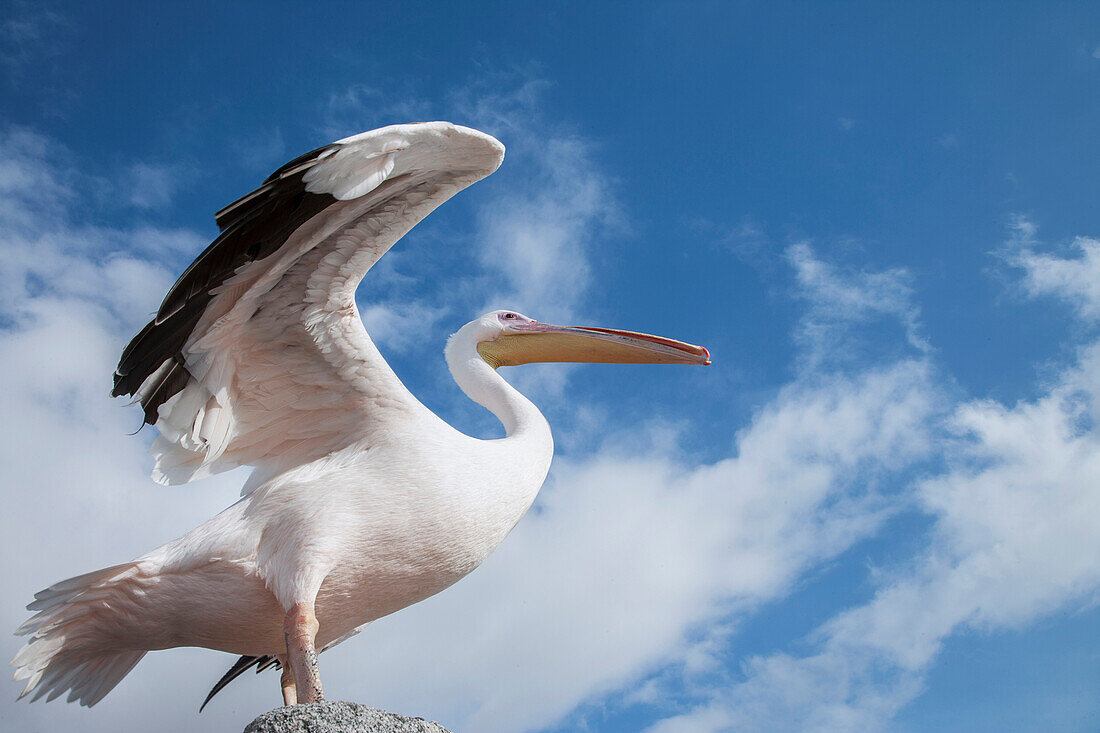 Low angle view of bird under blue sky