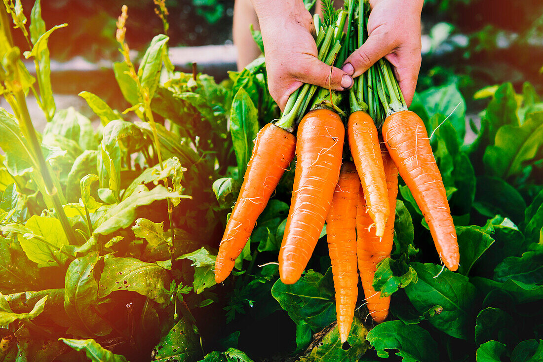 Hands holding carrots in garden