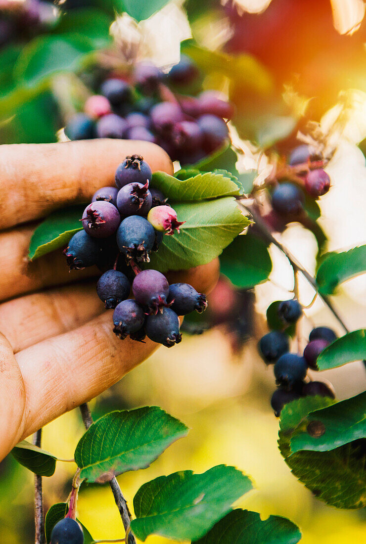 Low angle view of hand picking blueberries