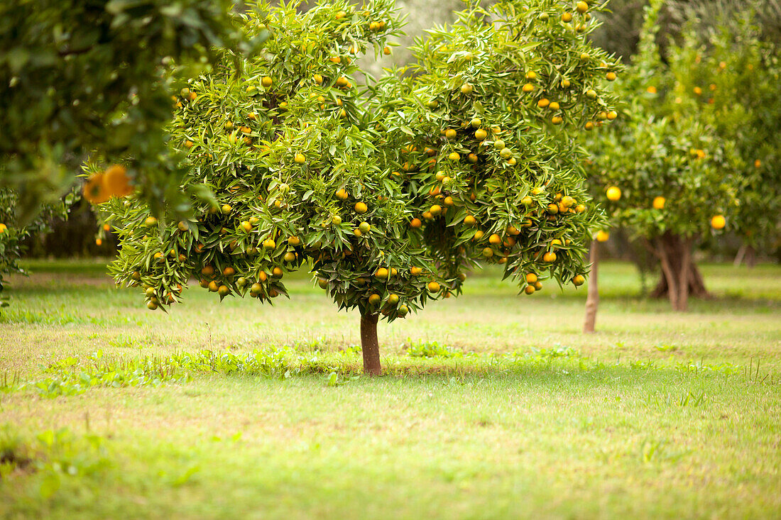 Fruit tree in rural field