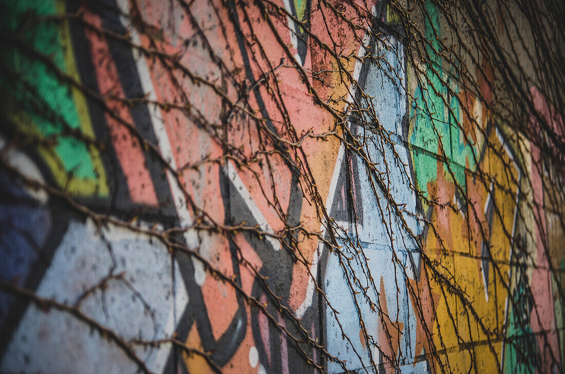 Vines Growing Along Graffiti Covered Wall, Greenpoint, Brooklyn NY