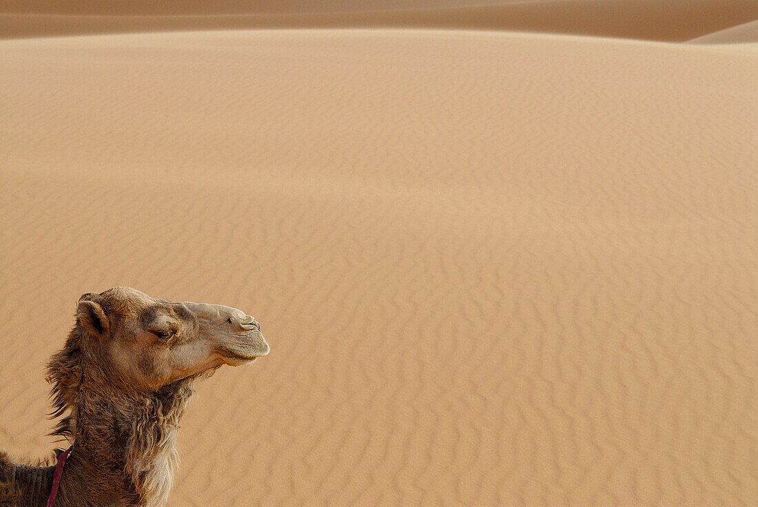 Side view of camel in Erg Chebbi, Morocco