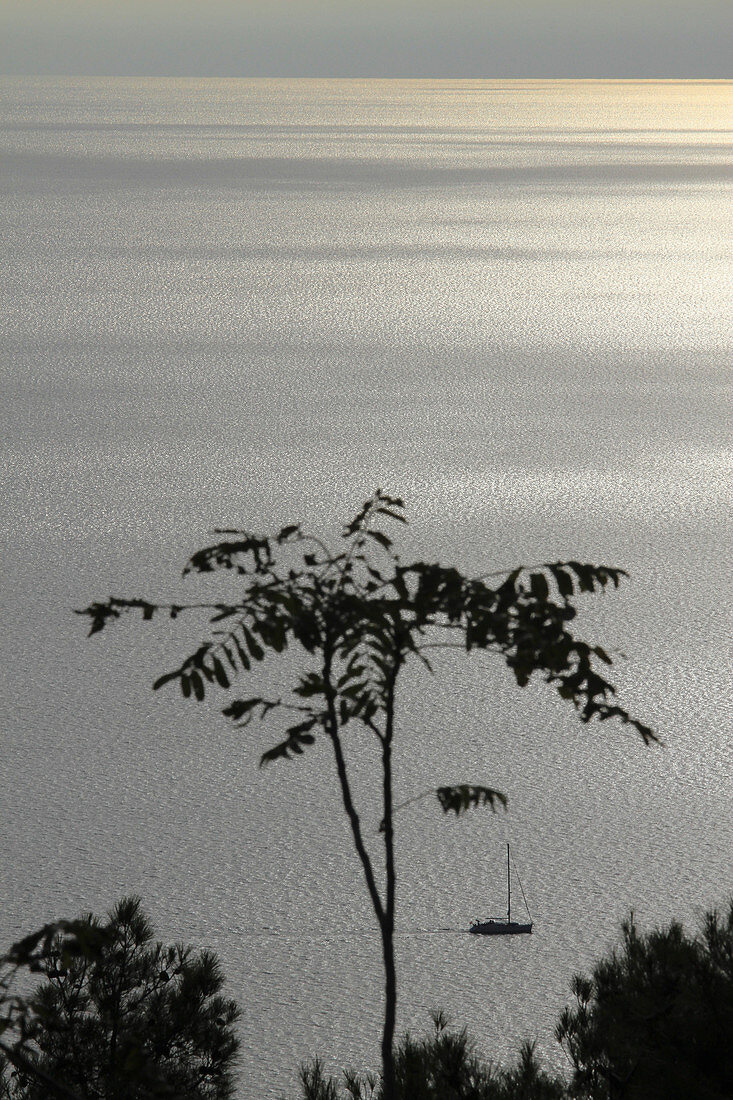 Scenic view of lake with plants in foreground