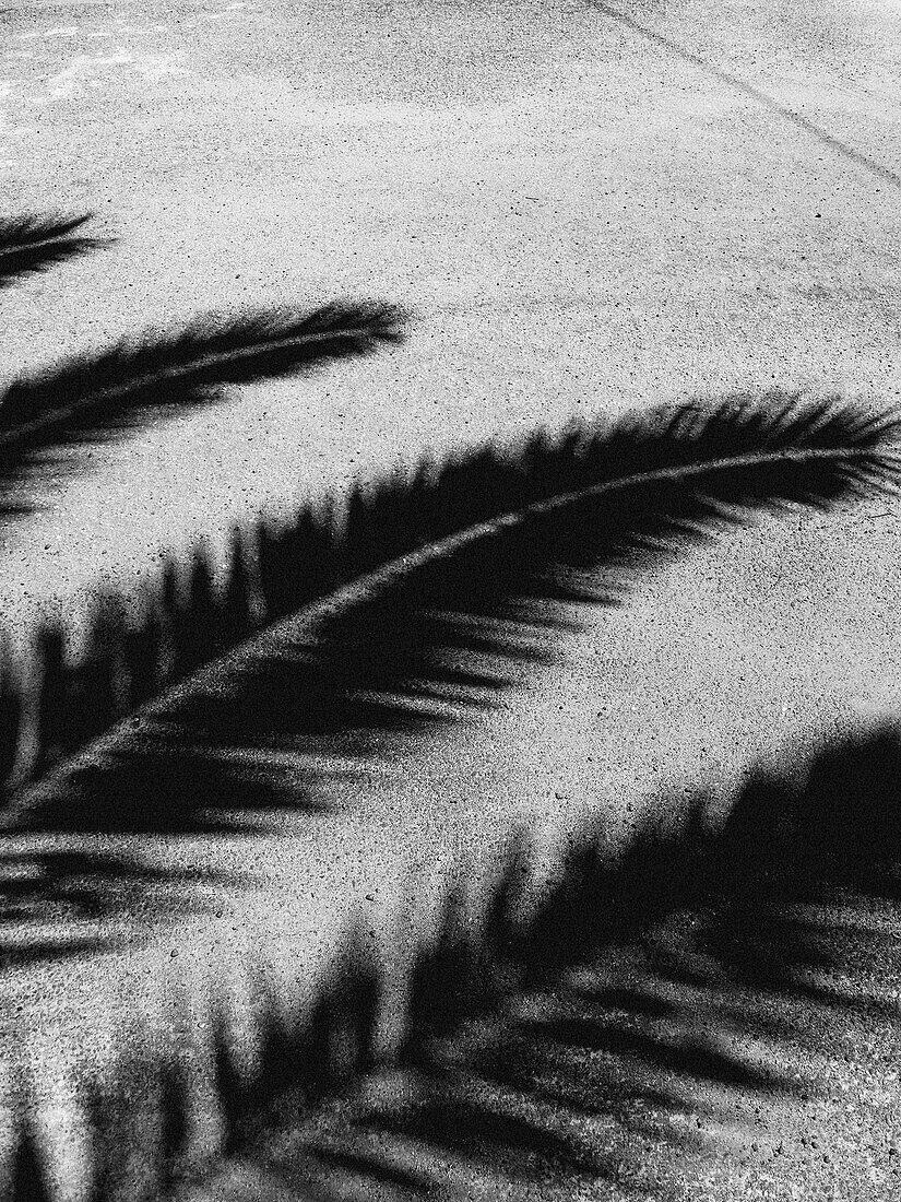 Detail of palm tree branches in shadow