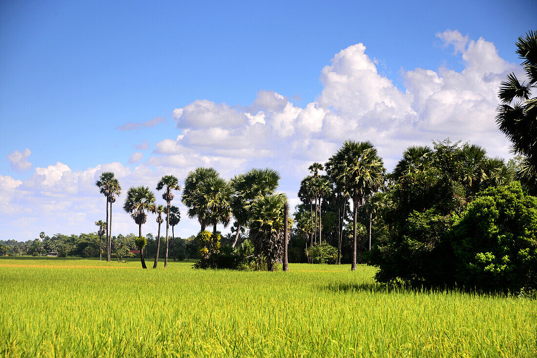 Landschaft am Archäologischen Park Angkor bei Siem Reap, Kambodscha, Asien