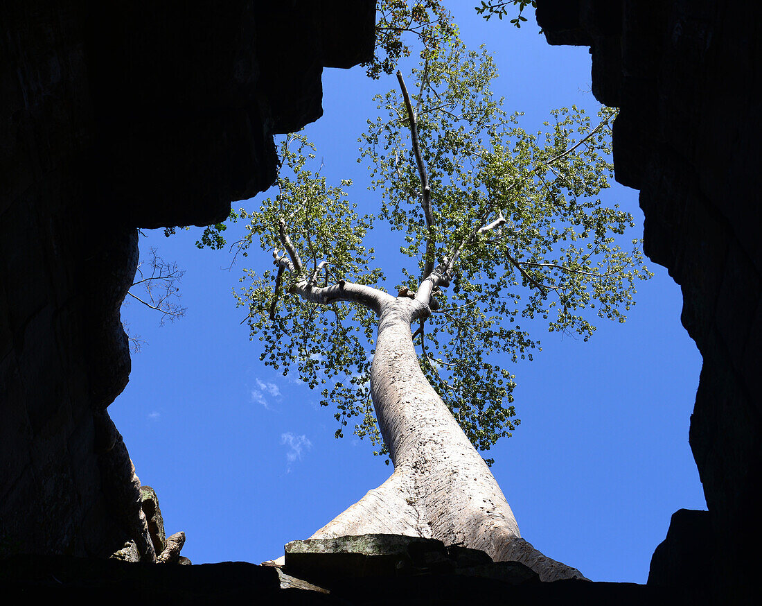 im Preah Khan Tempel, Archäologischer Park Angkor bei Siem Reap, Kambodscha, Asien