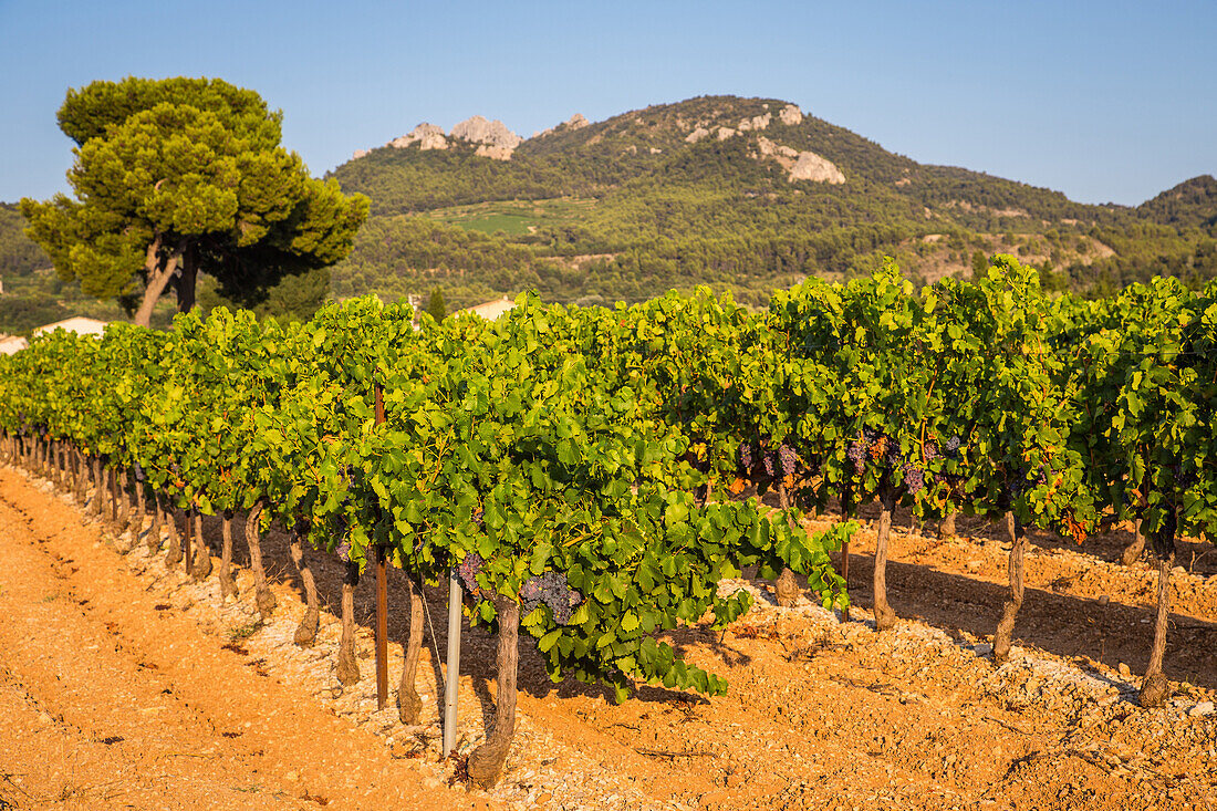 vineyards of vacqueyras and the dentelles de montmirail, vaucluse (84), paca, provence alpes cote d'azur, france