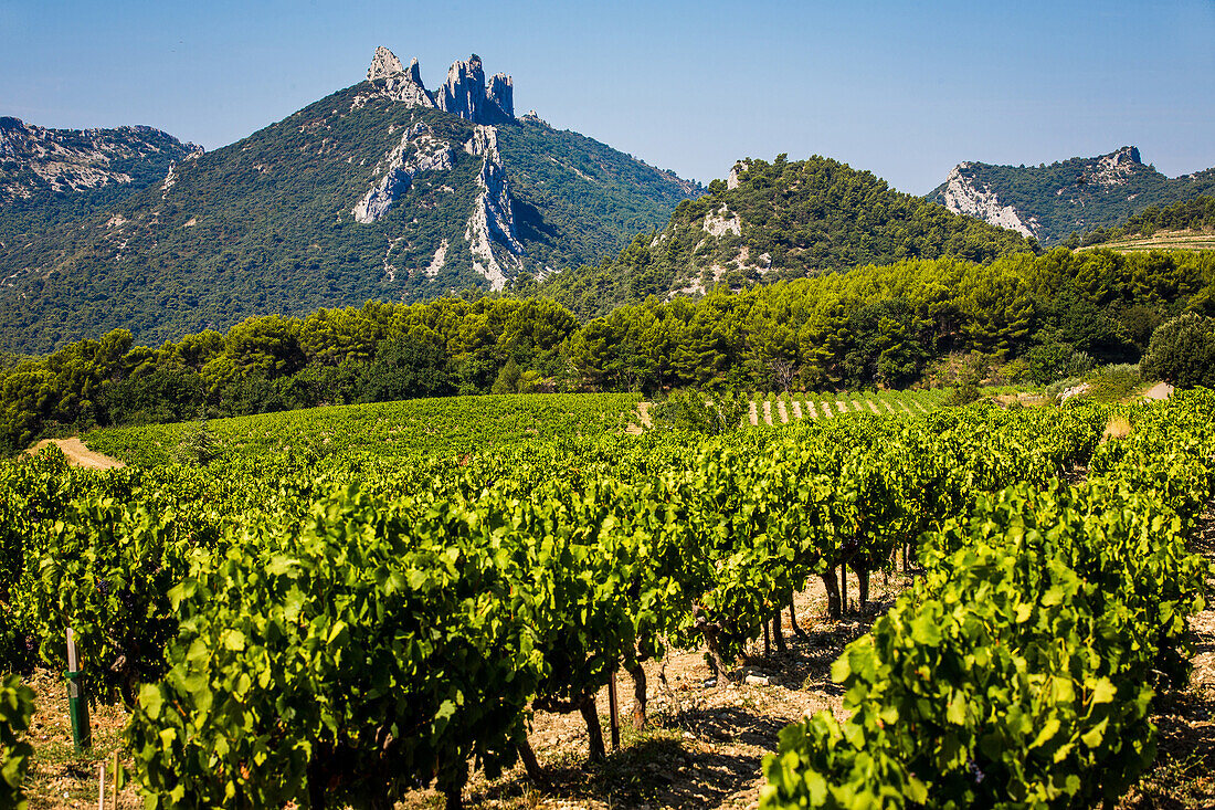 vineyards of the la riaille valley, the village of suzette and the dentelles de montmirail, vaucluse (84), paca, provence alpes cote d'azur, france