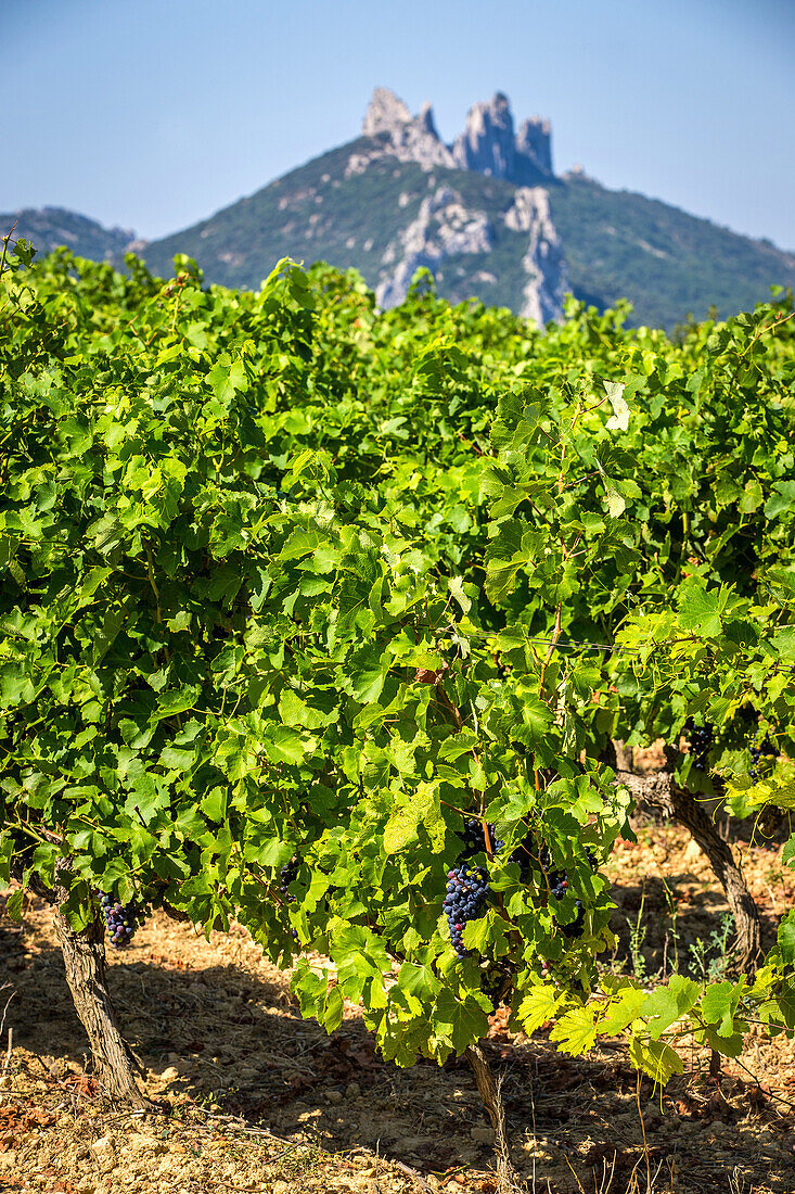 vineyards of the la riaille valley, the village of suzette and the dentelles de montmirail, vaucluse (84), paca, provence alpes cote d'azur, france