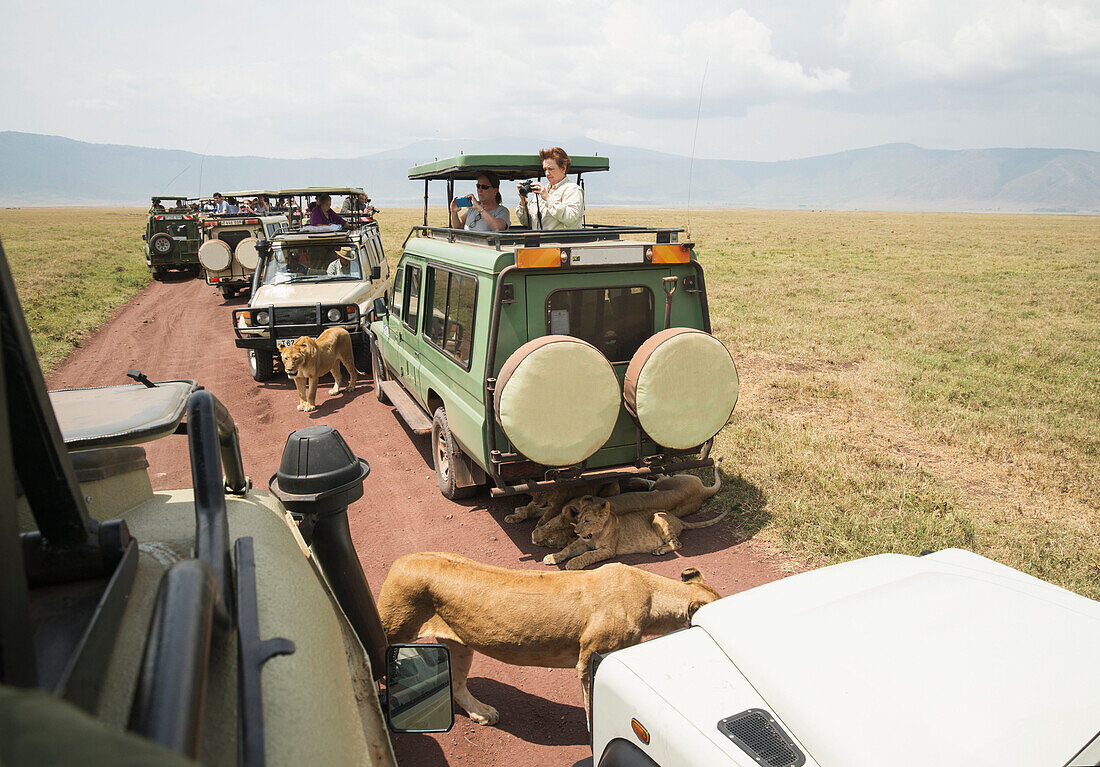 Lions walk and lay on the road as tourists in safari vehicles take pictures in Ngorongoro Crater Conservation Area Tanzania
