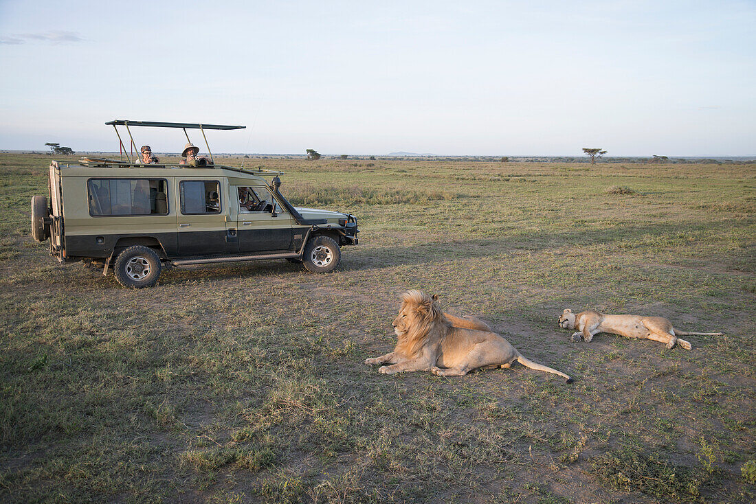 Tourists photograph resting lions from their vehicle on Serengeti Plains Tanzania