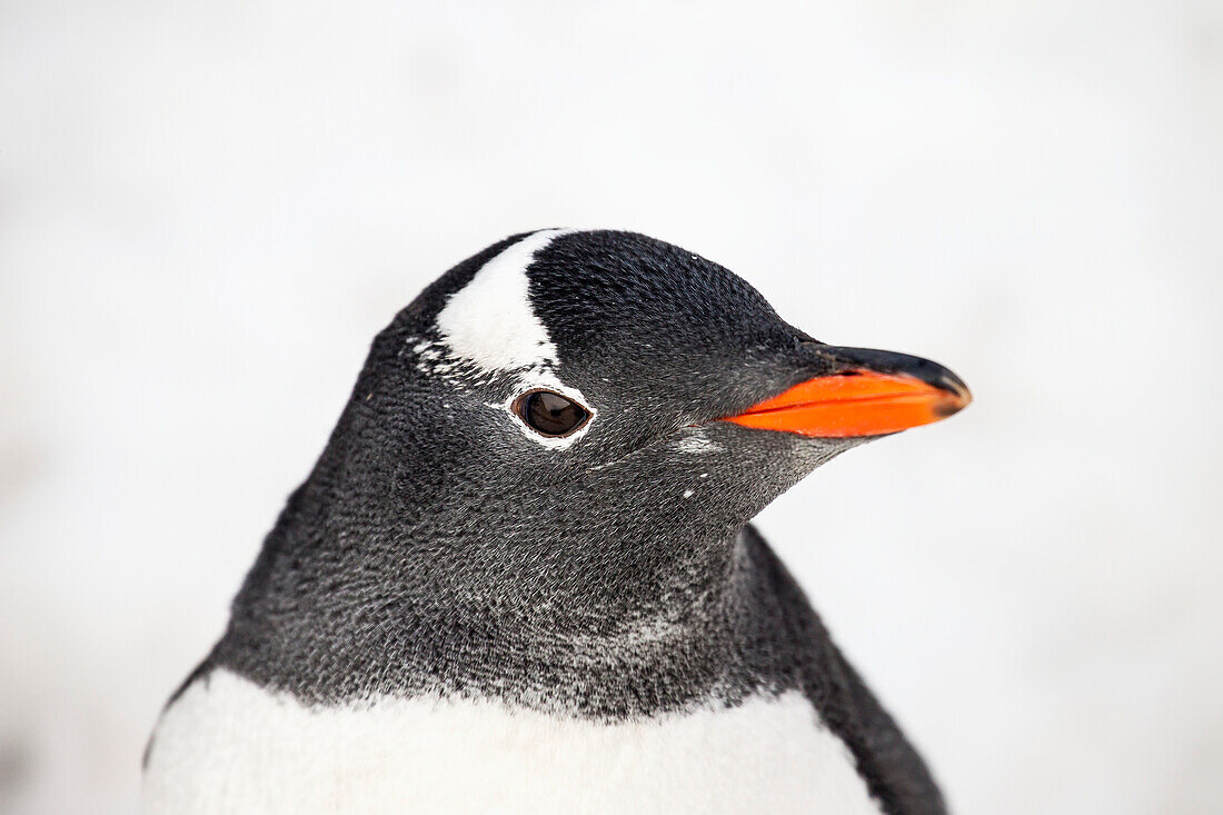 Gentoo Penguin Pygoscelis papua at Port Lockroy, Antarctic Peninsula, Antarctica