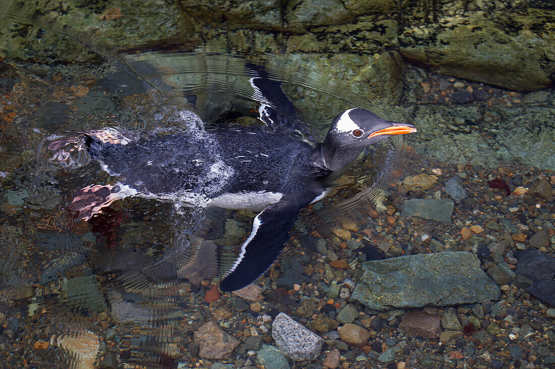 Gentoo Penguin Pygoscelis papua swimming at Almirante Brown Antarctic Base, Antarctic Peninsula, Antarctica