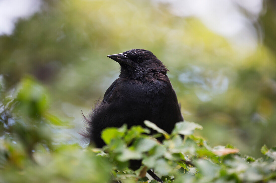Austral blackbird Curaeus curaeus, Torres del Paine National Park, Magallanes region, Chile